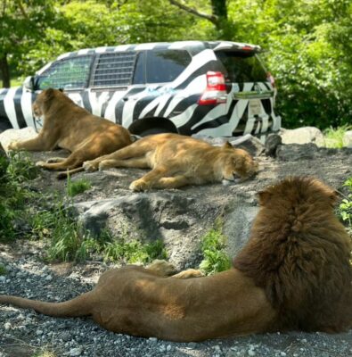 富士サファリパーク完全ガイド｜車で巡る動物体験と楽しみ方 | シロクマの気ままな旅ブログ